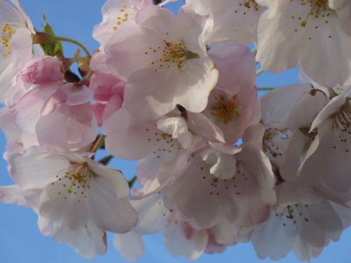 cherryblossom3