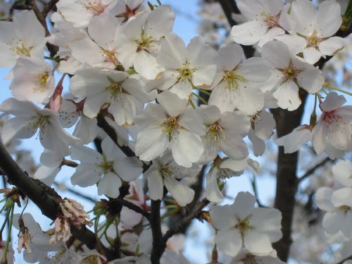 cherryblossom4