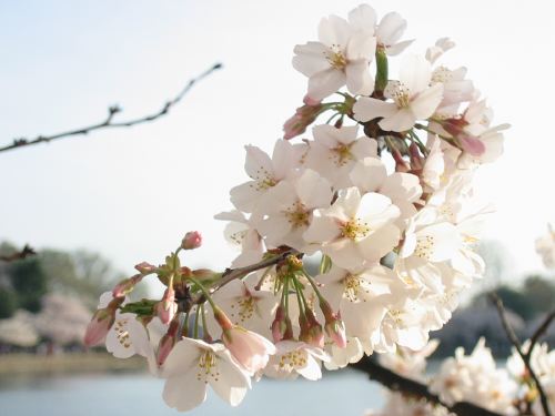 cherryblossom5