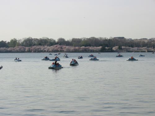 cherryboats