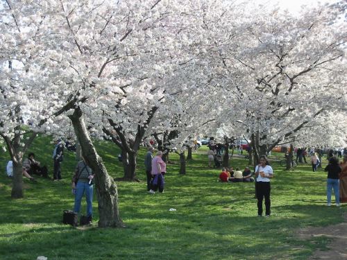 cherrytrees1