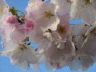 cherryblossom3