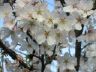 cherryblossom4