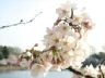 cherryblossom5