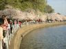 cherrytidalbasin10