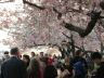 cherrytidalbasin11