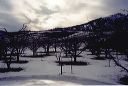 chelanfrozenorchard