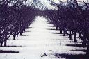 chelanfrozenorchard2