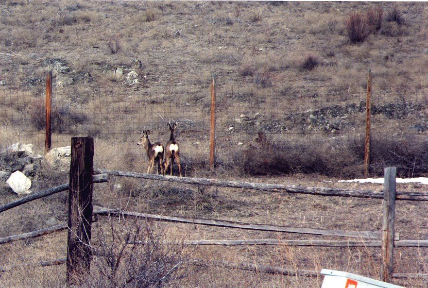 chelandeer2.jpg