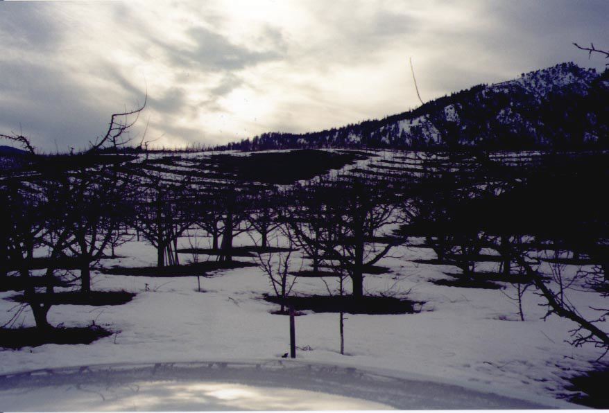 chelanfrozenorchard.jpg