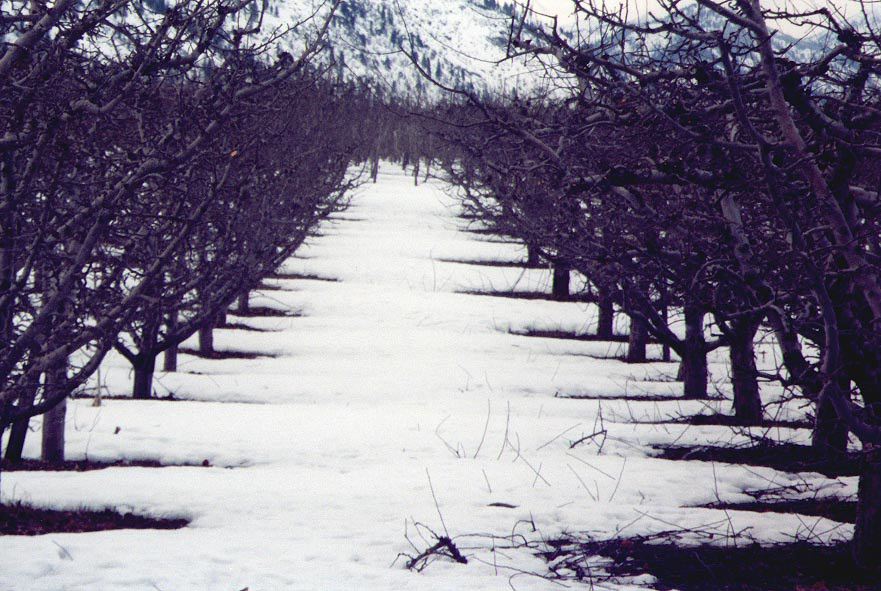 chelanfrozenorchard2.jpg