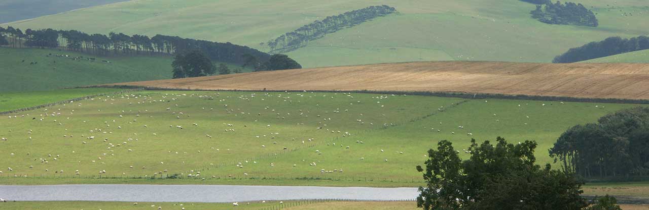 Sheep all over the place in southern Scotland, north of Hadrian's Wall.