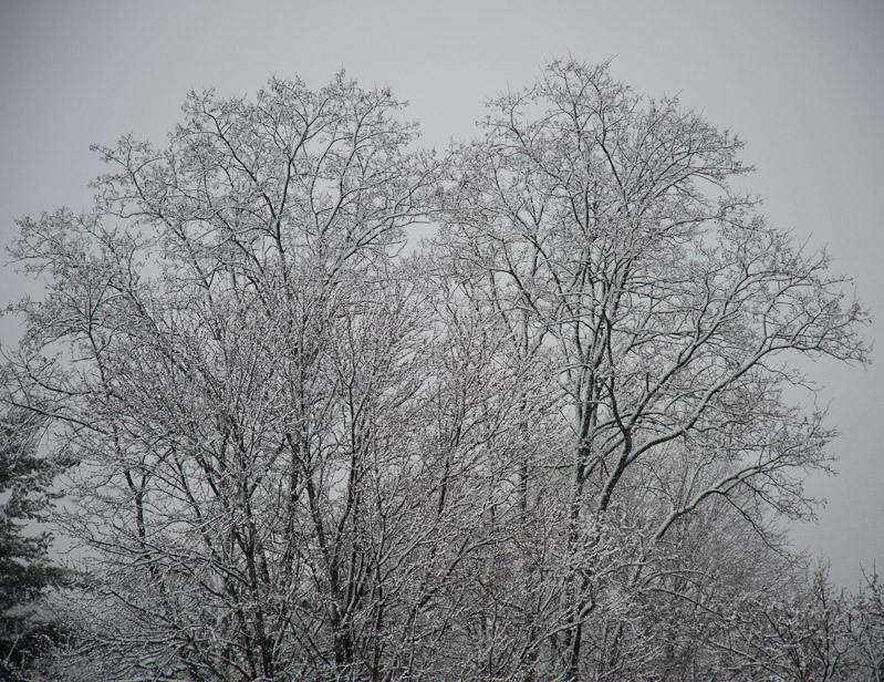 First snowfall, December 2009