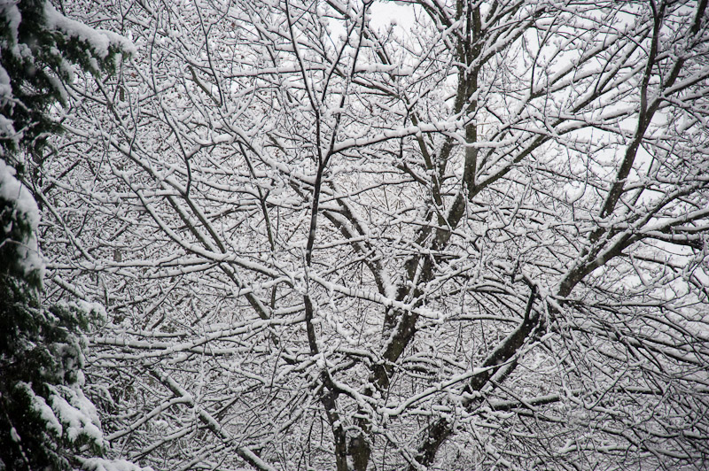 First snowfall, December 2009