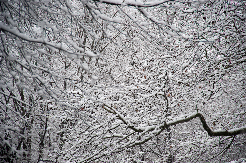 First snowfall, December 2009