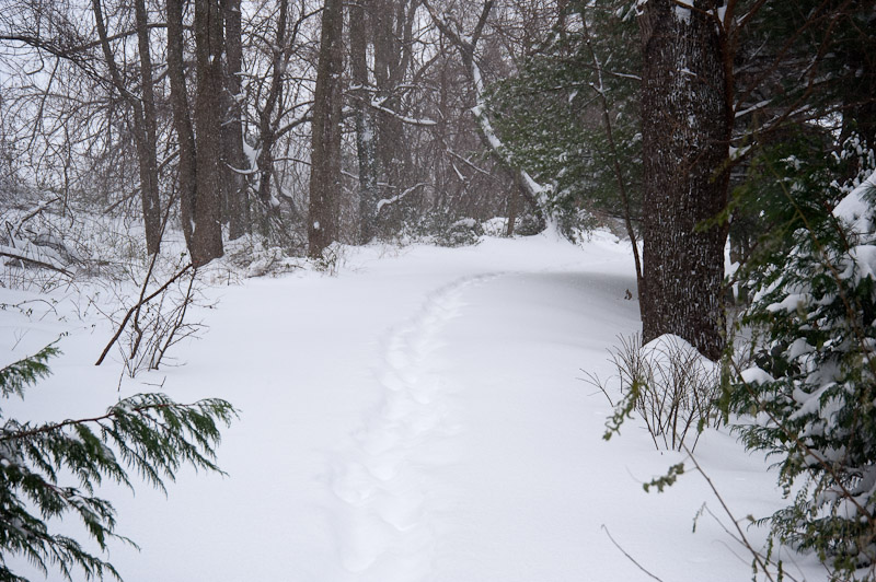 Stopping by woods on a snowy evening