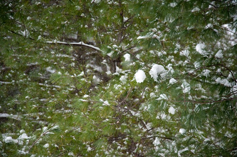 Pattern in the trees