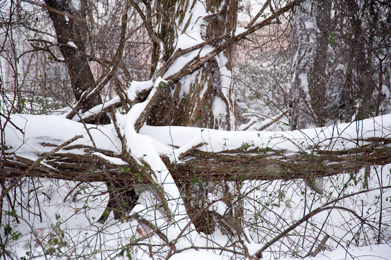 Pattern in fallen tree