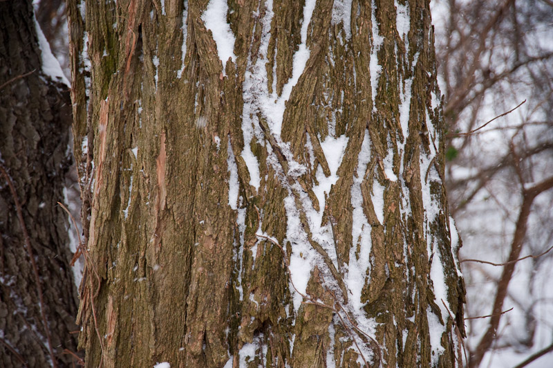 Pattern in bark