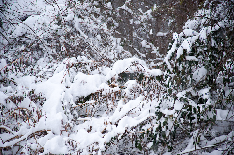 Brambles