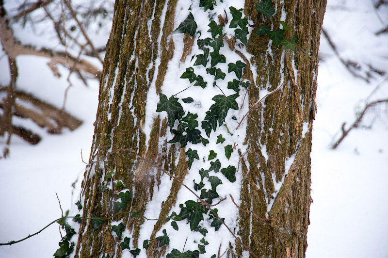 Ivy and bark