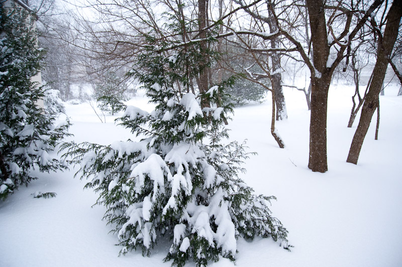 White evergreen