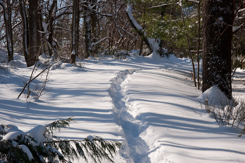 Path through the woods