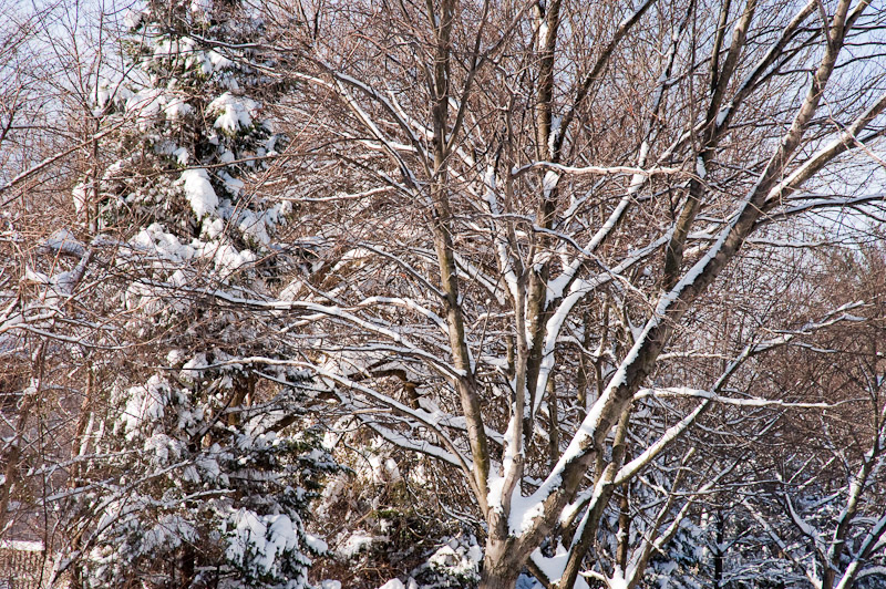 More tree fractals