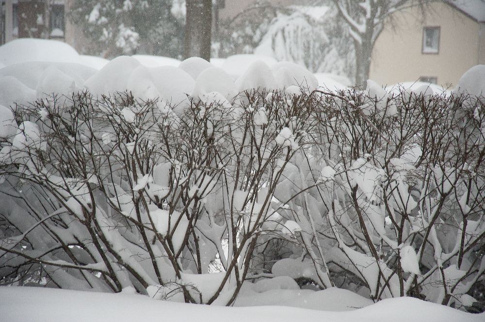 snow3780.jpg