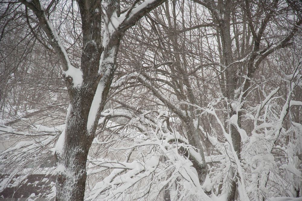 snow3785.jpg